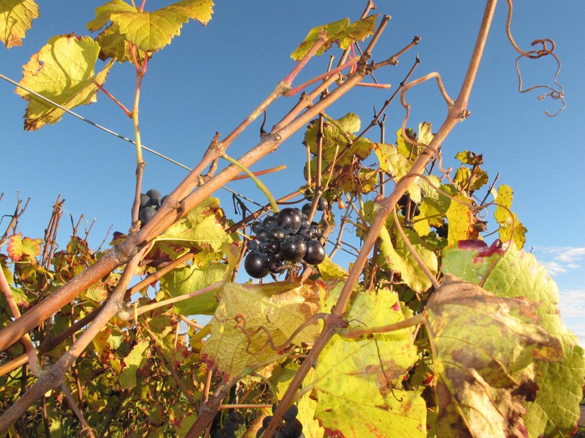 Le Richebourg - Charmant T2 Cosy, Tout Confort Gevrey-Chambertin Buitenkant foto