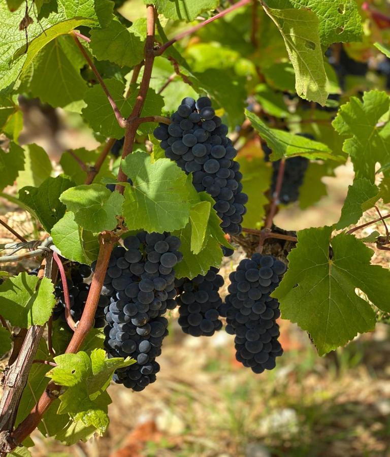 Le Richebourg - Charmant T2 Cosy, Tout Confort Gevrey-Chambertin Buitenkant foto